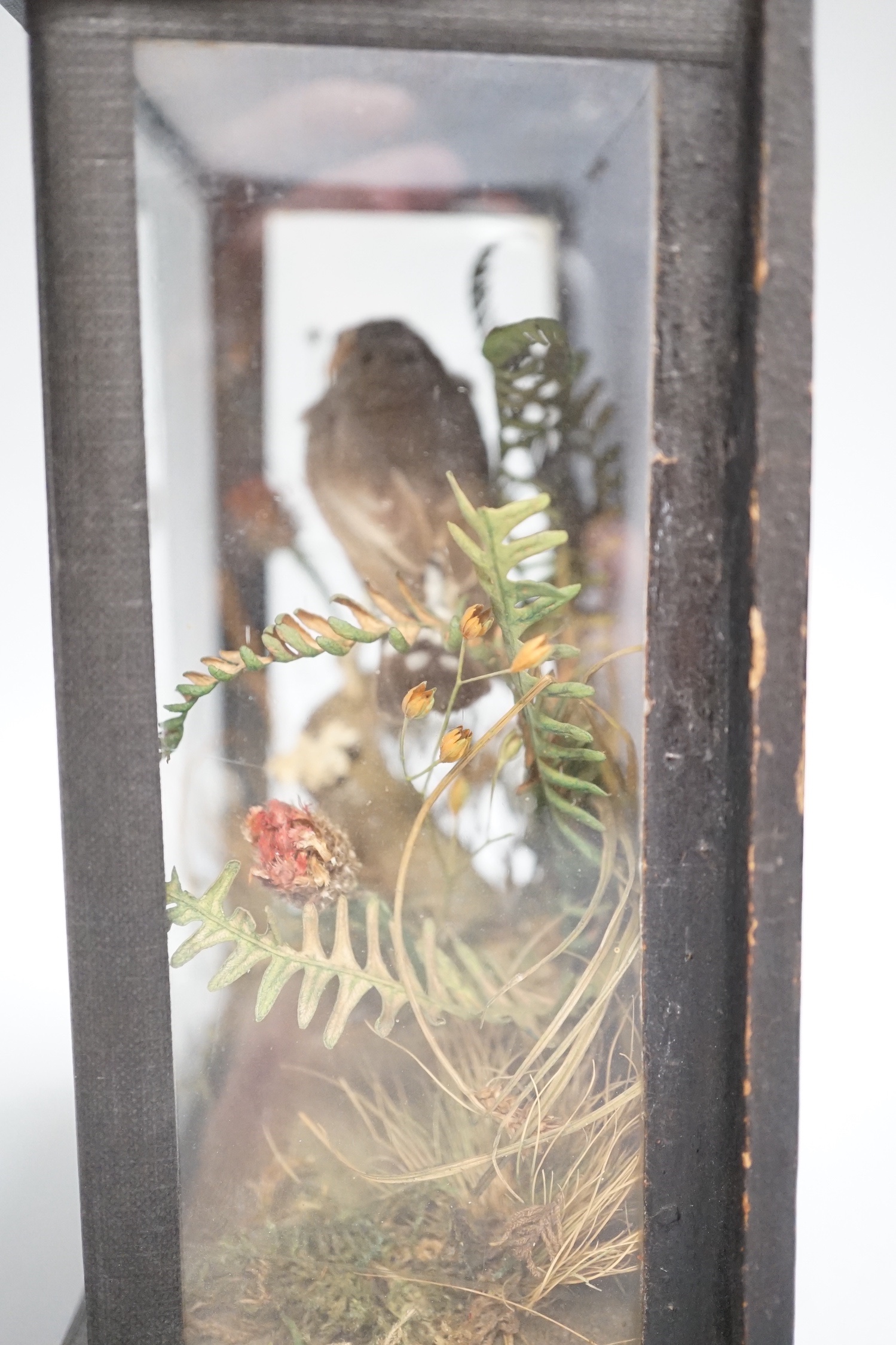 A late 19th/early 20th century taxidermy zebra finch in glazed wooden case - 19cm